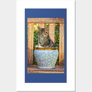 Pot Of Baby Kitten Posters and Art